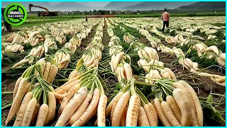 The Most Modern Agriculture Machines That Are At Another Level,How To Harvest White Radish In Farm▶7