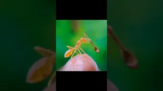 Kaşık tutan karınca 🐜 🐜 #keşfet #keşfetteyiz  #kerala #animal #karınca