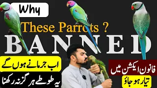 BANNED PARROT IN PAKISTAN || Reasons & Our Responsibilities as Bird Hobbyist | Ringneck & Raw Parrot