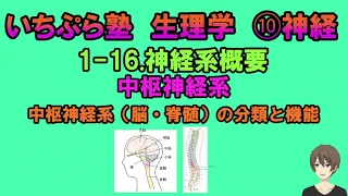 【いちぷら塾】生理学　10 神経　1-16 神経系概要　中枢神経系（脳・脊髄）の分類と機能