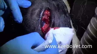 Granuloma Palpebrae In Cow, See Surgical Solution By Veterinarian Doctor