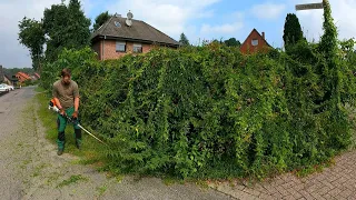 "I CAN'T DO IT Anymore" The HOMEOWNER Says of His OVERGROWN Hedge