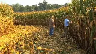 Georgia Farmer Sets New State Corn Yield Record