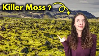 Ordovician Mass Extinction- Causes & Consequences | GEO GIRL