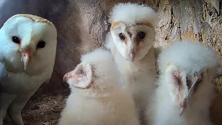 Barn Owl Chicks Face Tragic Loss  | Gylfie & Finn | Robert E Fuller