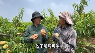 Peach and apricot have matured one after another. Qingxiang began to help Fourth Sister sell it onl