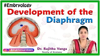 Development of the Diaphragm : Human Embryology