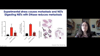 Mikala Egeblad Science Talk: “NETs in Flames: Neutrophil Extracellular Traps in Disease”