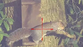 cricket +wulf 4k squirrel control