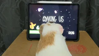 Guinea Pig Chip Reacts To 15 Player Lobbies In Among Us! Trailer
