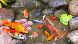 Find millions of colorful ornamental fish and millions of other animals