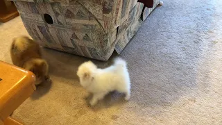 Pomeranian puppy running and barking adorable sounds