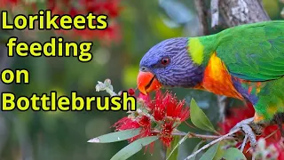 Rainbow Lorikeets feeding on Bottlebrush Flowers