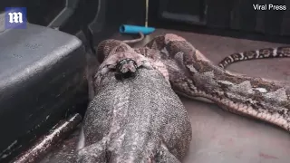 Stomach churning moment python regurgitates MASSIVE Monitor Lizard