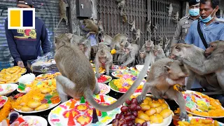 Monkey business terrorises Thai city