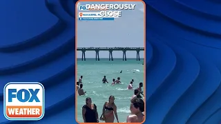 'Get Out Of The Water': Shark Swims Dangerously Close To Swimmers At Florida Beach