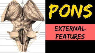 Pons Anatomy (1/3) | External Features