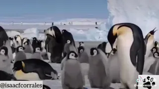 Doblaje de los pingüinos