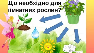 Кімнатні рослини (інтегроване заняття)