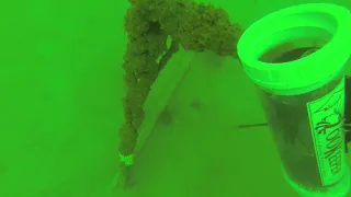 Pensacola lion fish hunting and surprise S-drill