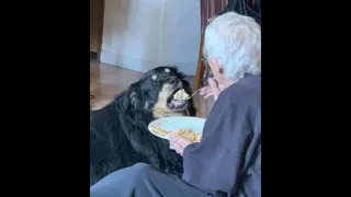 🐕 Grandma will always feed you! 😺 Funny video with dogs, cats and kittens! 😸