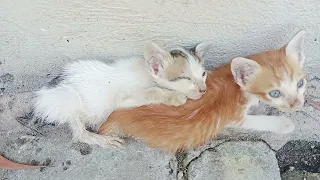 masya allah kucing liar batu bara banyak yang kelaparan .. !!