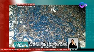 Sangkaterbang bulate, lumitaw sa baybayin ng dalawang bayan sa Ilocos Sur | SONA