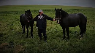 Коні Ваговози. ПОТОМСТВО БУЦЕФАЛА ПРОДОВЖУЄ НАС РАДУВАТИ!!!