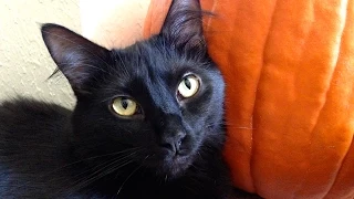 10 Reasons to Adopt a Lucky Black Cat!
