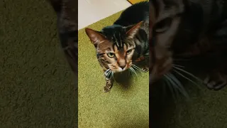 Когда мечтал о собаке, но купил кота 🤣 дрессированный бенгальский кот short #shorts #cat #bengalcat