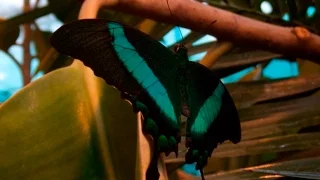 музей бабочек бабочки птицы ВДНХ
