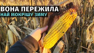 Комбайн непотрібний! Тепер врожай будемо збирати човном. Як моя кукурудза пережила зиму 2022-23 року