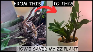 How to Save a Dying ZZ Plant? Root Rot Treatment