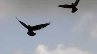 Baby Ravens Play