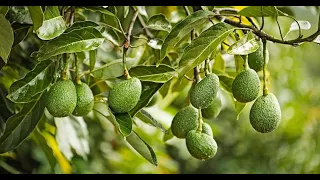 Why you need to invest in Hass Avocado 🥑 Farming