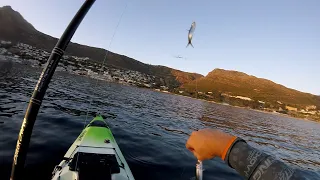 Simonstown, the hunt for mackerel.