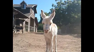 Uncle Otto the miniature donkey