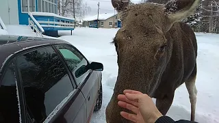 Лось напал на машину