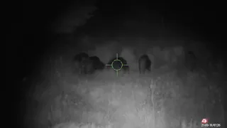 Wild Boar Hunting [Sweden]