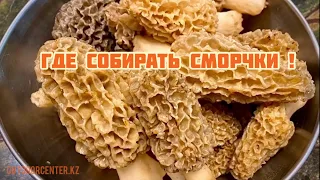 Где собирать сморчки .