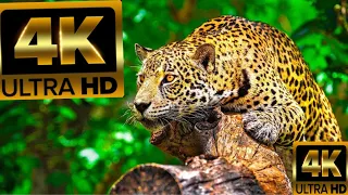 Watch 7 Snakes That Can Easily Kill a Lion - Top 7 Dangerous Snakes - Blondie Fox