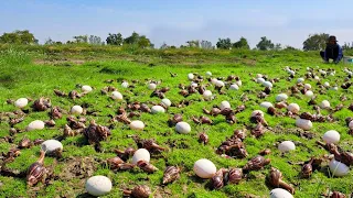 top amazing! a female fisherman Harvest duck eggs and snails a lot at field near the village by hand