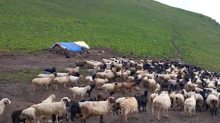 Himalayan Village Sheep Shepherd Life in Winter | Shepherd Food Cooking | Real shepherd Life Nepal