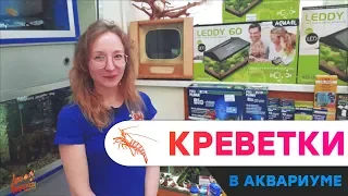 Креветки в аквариуме для начинающих