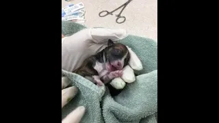 Emergency Canine Caesarean Section