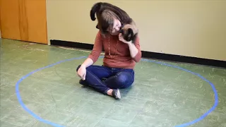 Funny Moments in Cat Behavior Research