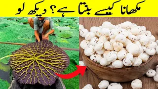 Amazing Process Of Makhana Making II How Makhana Is Made? Makhana Kaisay Banta Hai