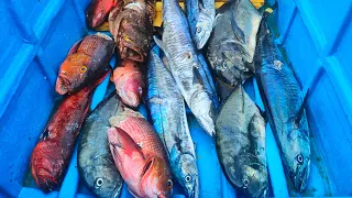 Spearfishing Indonesia Panah Ikan di Rumah Ratusan Ikan Karang