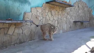 Сытая рысь в Тайгане! A well-fed lynx in Taigan!