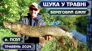 ЛОВ ЩУКИ у ТРАВНІ на річці ПСЕЛ на СУМЩИНІ навесні 2024. БЕРЕГОВИЙ СПІНІНГ. ДЖИГ